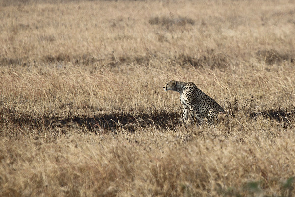 Cheetah_Male_5077.jpg