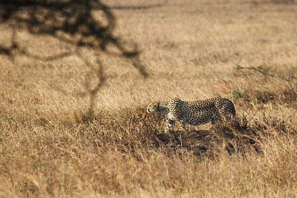 Cheetah_Male_5082.jpg