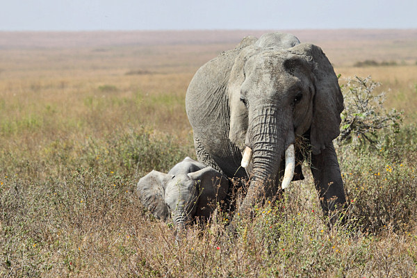 Elephants_4925.jpg