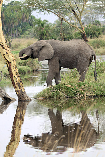 Elephants_5025v.jpg
