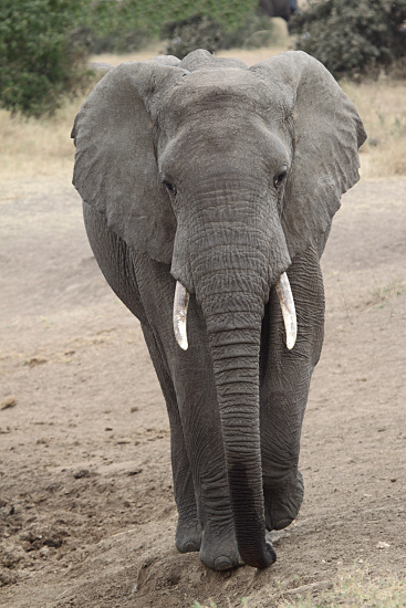 Elephants_5030.jpg