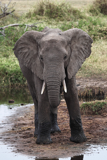 Elephants_5042.jpg