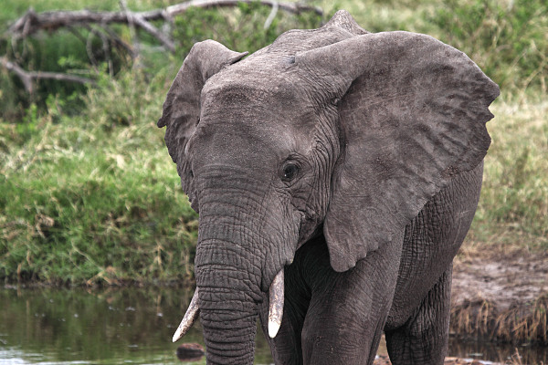 Elephants_5043.jpg