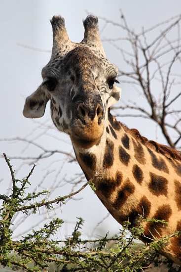 Giraffe_4887v.jpg