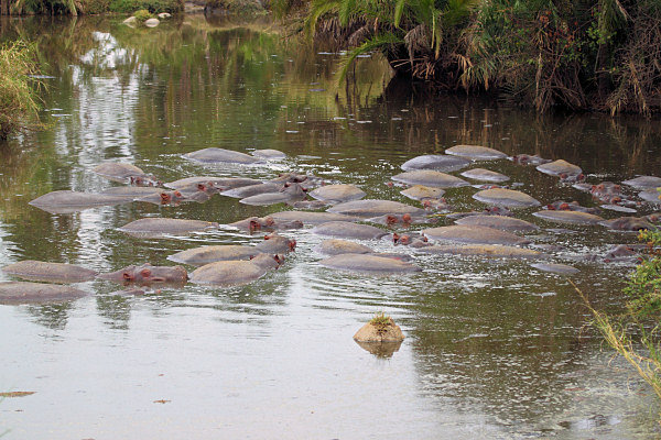 Hippos_5049.jpg