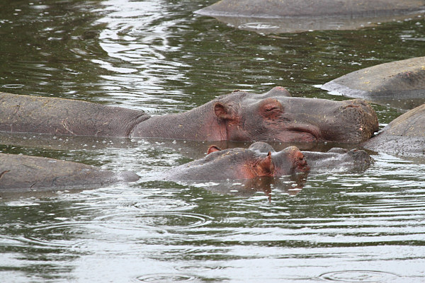 Hippos_5050.jpg