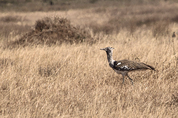 KoriBustard_5136.jpg