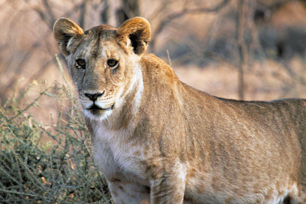 Lions_YoungMales_5115.jpg
