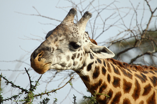 MaasaiGiraffe_4890.jpg