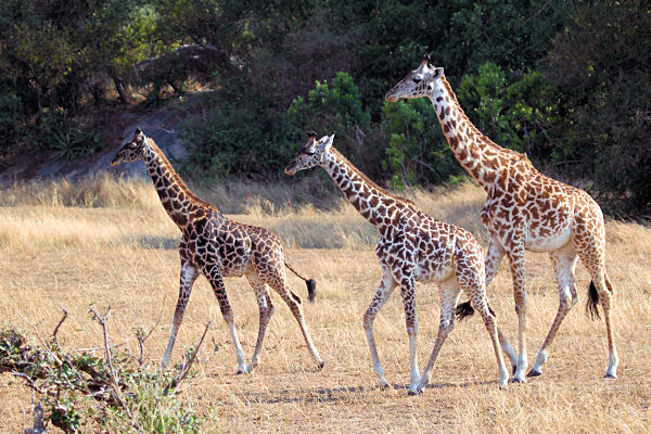 MaasaiGiraffe_5126.jpg