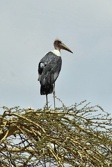 MarabouStork_5011v.jpg