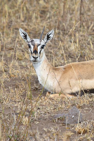 ThompsoneGazelles_1663v.jpg