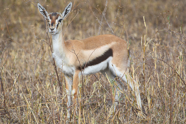 ThompsoneGazelles_1664.jpg