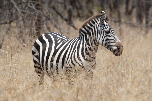 Zebra_1633.jpg