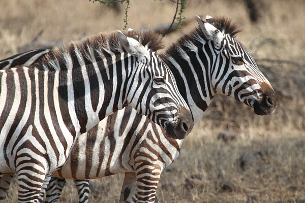 Zebra_4905.jpg