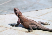 AgamaLizard_5158