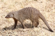 BandedMOngoose_1740