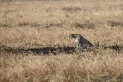 Cheetah_Male_5077