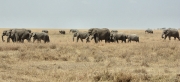 Elephants_1706