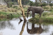 Elephants_5020