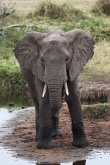 Elephants_5042