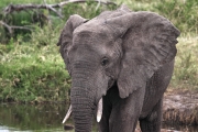 Elephants_5043