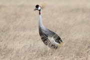 GreyCrownedCrane_1607