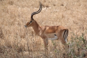 Impala_1855