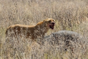 LionWithBuffaloKill_4973