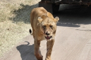 Lion_5005