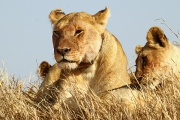 Lions_5210