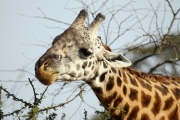 MaasaiGiraffe_4890