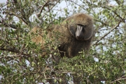 OliveBaboons_4838