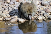 OliveBaboons_4864