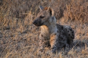 SpottedHyenas_1758