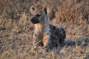 SpottedHyenas_1759