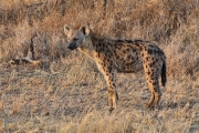 SpottedHyenas_1762