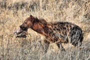 SpottedHyenas_5113