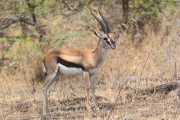 ThompsonsGazelle_1631