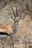 ThompsonsGazelle_1632v