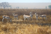 ThompsonsGazelles_4933