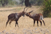 WaterBuck_5153