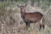 WaterBuck_5177