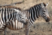 Zebra_4903
