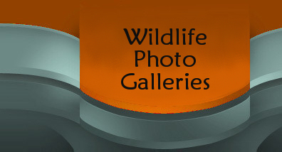 Wildlife Photos