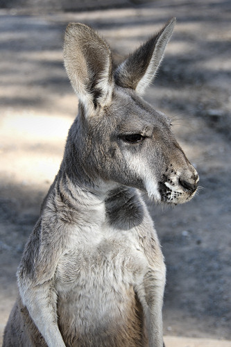 6834_WesternGreyKangaroo.jpg