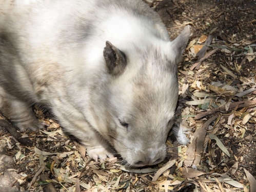 6846_Wombat.jpg