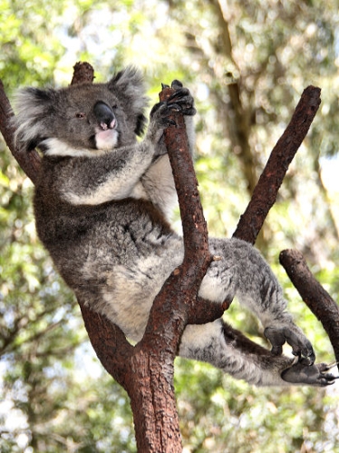 6890_Koala.jpg