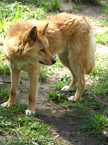 Dingo_0003.jpg
