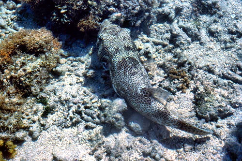 GreenIsland_41_PufferFish_g.jpg